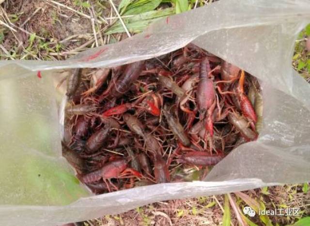 嘉定最新野釣地，科技與自然融合，垂釣新紀(jì)元開啟