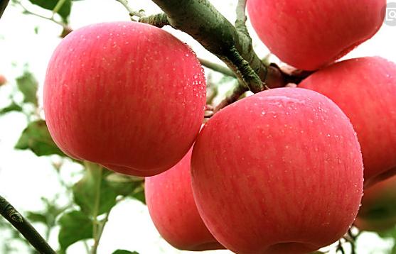 最新腸內(nèi)營養(yǎng)指南，正確應(yīng)用腸內(nèi)營養(yǎng)支持的方法與建議