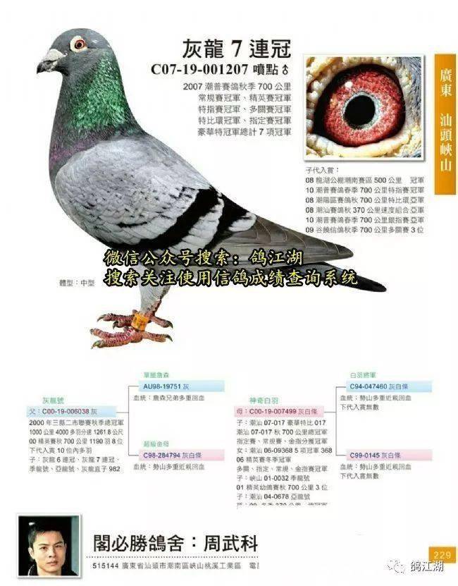 名家講鴿最新視頻，深度探討與觀點闡述的鴿子世界
