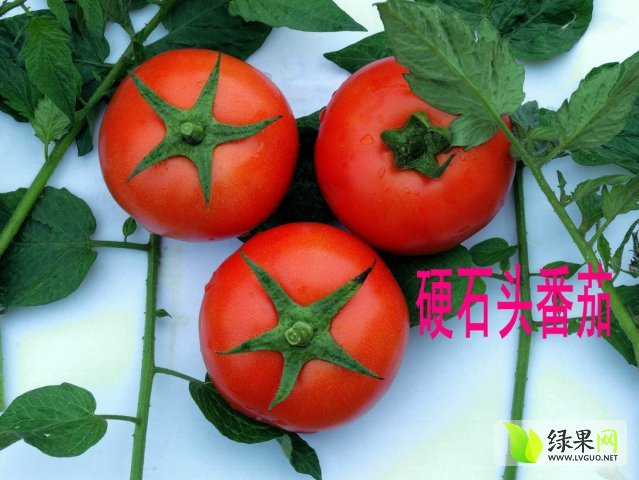 山西西紅柿最新價(jià)格，市場走勢(shì)與種植戶收益深度解析