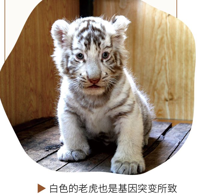 白老虎正版資料免費中,藝術(shù)學_HTM49.336影音版