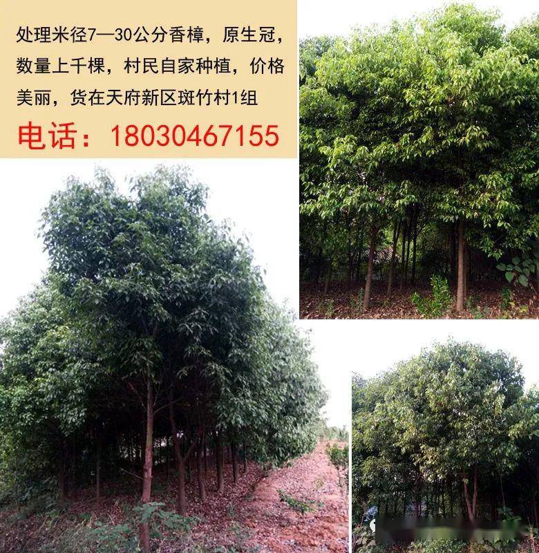 最新苗木免費(fèi)求購(gòu)信息匯總與觀點(diǎn)論述