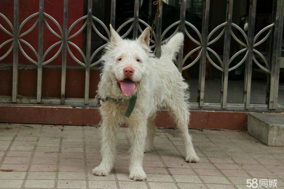下司犬出售最新消息，全面更新犬只信息，提供優(yōu)質(zhì)寵物選擇