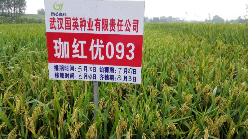 紅英科技農(nóng)業(yè)的最新動(dòng)態(tài)，變革中的力量與成就感的源泉