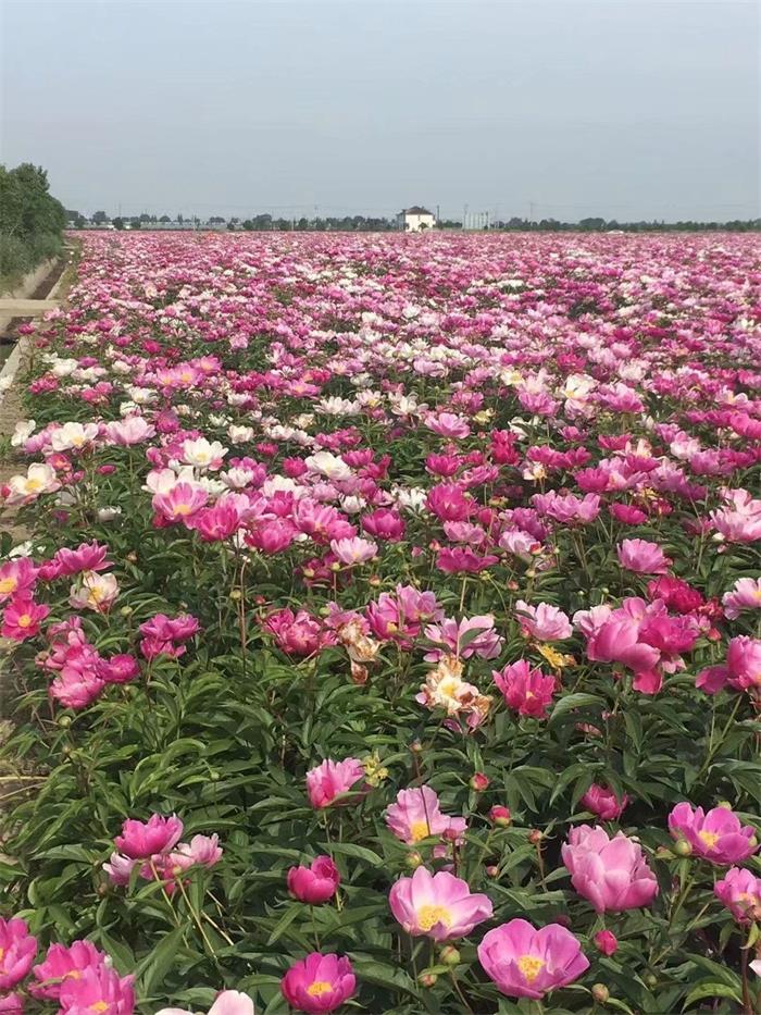 小巷深處的芍藥寶藏與價(jià)格揭秘