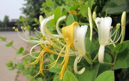 金銀花今年行情分析，小巷秘密花園里的價格動態(tài)
