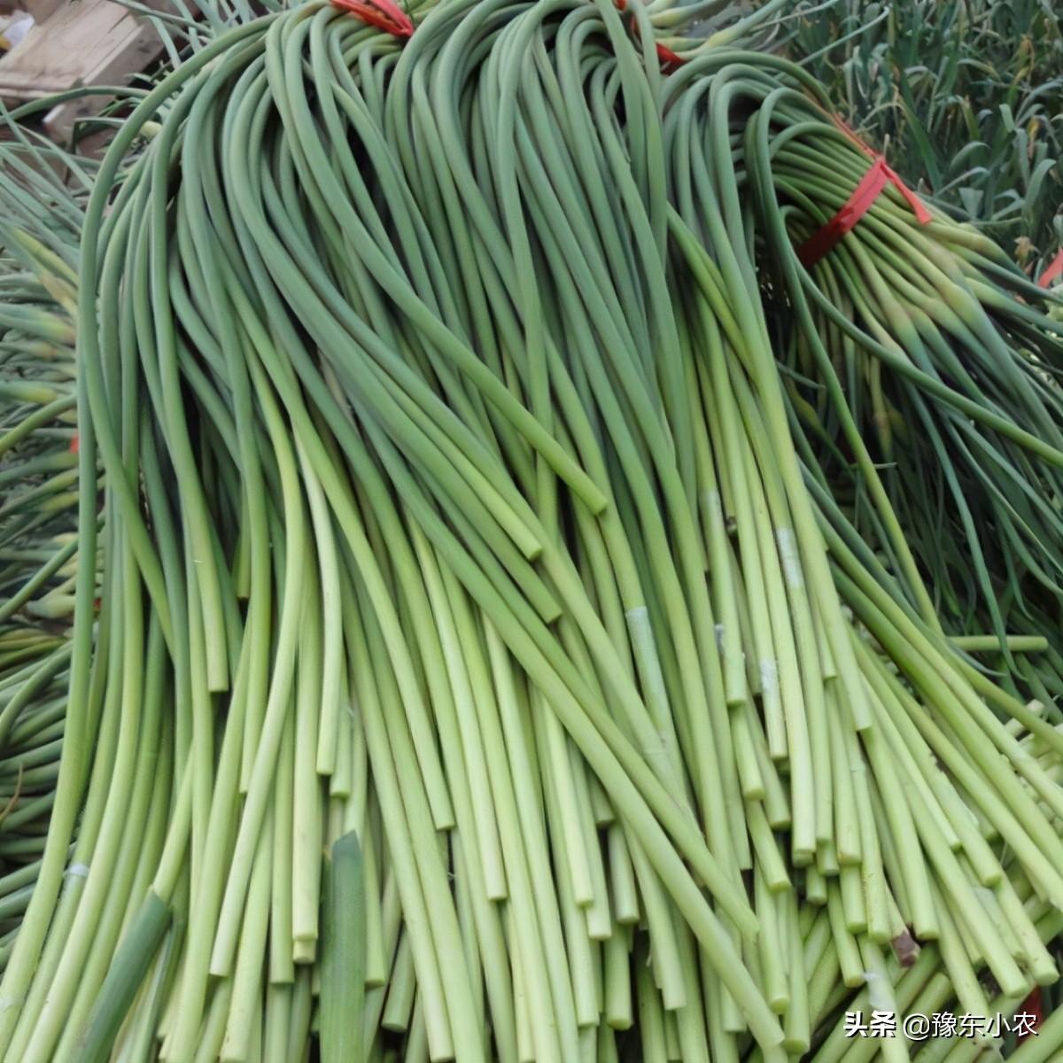 蒜薹市場行情深度解析，動態(tài)、分析與觀點(diǎn)闡述