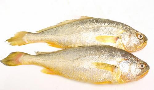 黃魚行情與科技新品，智能生活新潮流的引領(lǐng)者