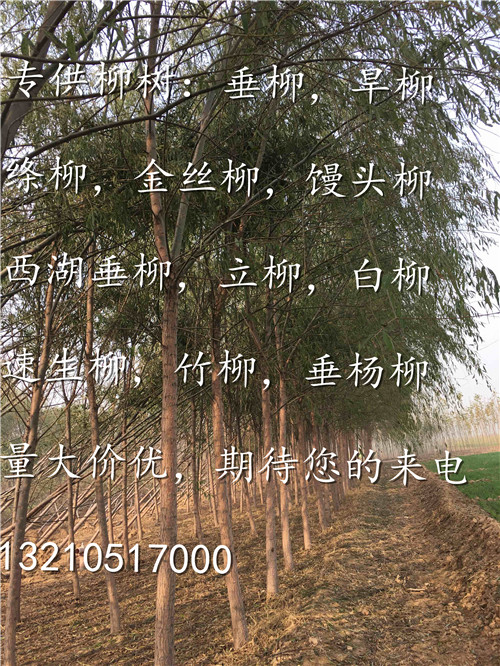 垂柳價(jià)格行情最新動(dòng)態(tài)及趨勢(shì)分析