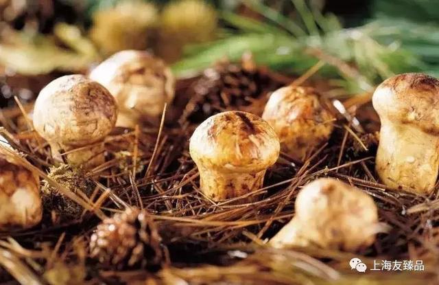 最新松茸，科技與生活融合的高科技產(chǎn)品亮相！