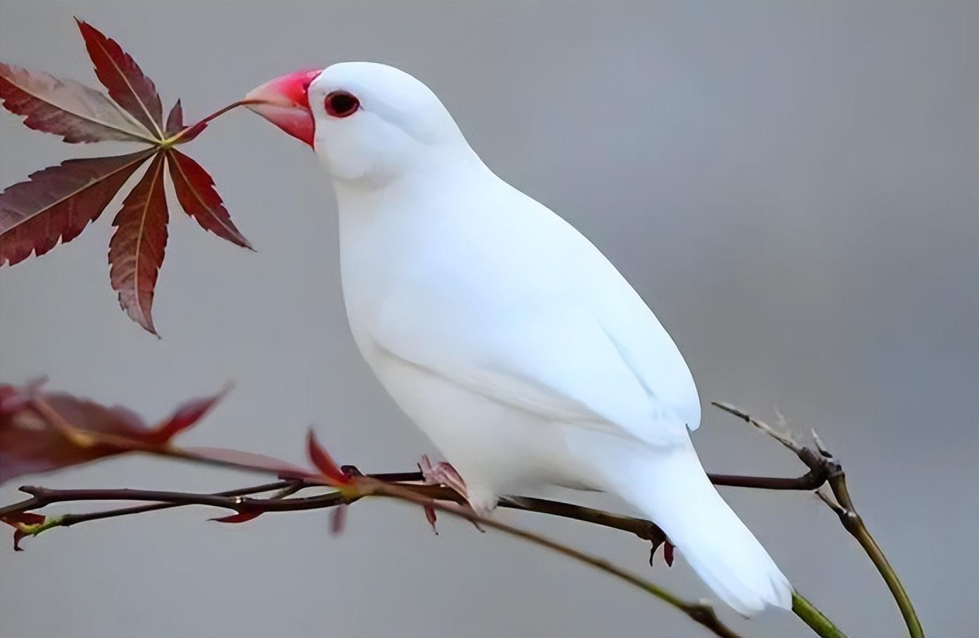 最新養(yǎng)鳥規(guī)定引領(lǐng)智能鳥寵生活時(shí)代，高科技養(yǎng)鳥體驗(yàn)全新升級(jí)