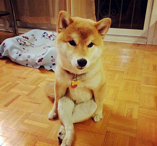 柴犬最新動態(tài)與時代回顧，背景、事件與地位深度解析
